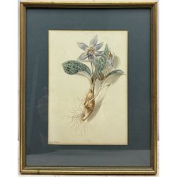 Isabella Anne Allen (British 1810-1865): 'Erythronium Dens-canis' (Dogtooth Violet), botanical watercolour study signed in pencil 21cm x 15cm
Notes: Allen, known as 'La Botaniste Miss Allen', first came to light in July 2021 following a BBC appeal to identify the mystery artist in the Royal Horticultural Society collection. The UK Census of 1851 confirmed spinster and landowner Isabella Anne Allen, born in 1810, lived with her parents, John Henry and Susannah Rebekah, and several servants at Rhydd House, Madresfield. The property, with its gardens and woodlands at the foot of the Malvern Hills close to the River Severn, offered plenty of opportunities for botanical study.