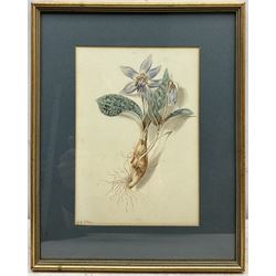 Isabella Anne Allen (British 1810-1865): 'Erythronium Dens-canis' (Dogtooth Violet), botanical watercolour study signed in pencil 21cm x 15cm
Notes: Allen, known as 'La Botaniste Miss Allen', first came to light in July 2021 following a BBC appeal to identify the mystery artist in the Royal Horticultural Society collection. The UK Census of 1851 confirmed spinster and landowner Isabella Anne Allen, born in 1810, lived with her parents, John Henry and Susannah Rebekah, and several servants at Rhydd House, Madresfield. The property, with its gardens and woodlands at the foot of the Malvern Hills close to the River Severn, offered plenty of opportunities for botanical study.