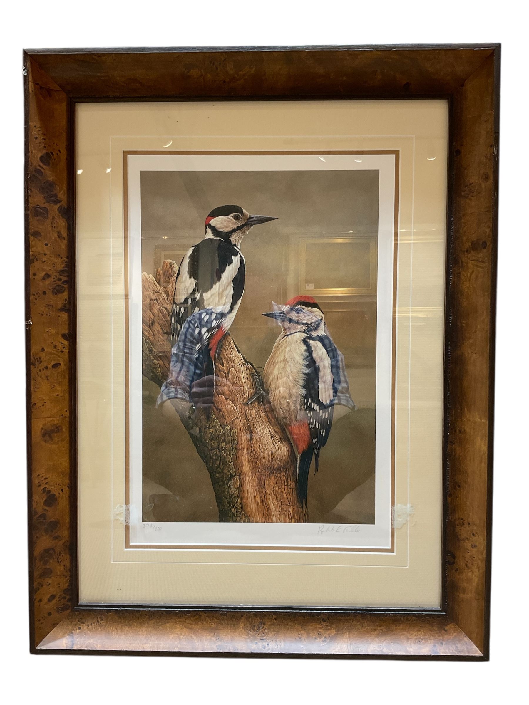 Robert E Fuller (British 1972-): Great Spotted Woodpeckers, limited edition colour print signed and numbered 273/850 in pencil 44cm x 30cm in original burr effect frame