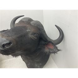 Taxidermy: African Cape Buffalo (Syncerus Caffer Caffer), adult male shoulder mount looking straight ahead, D120cm 