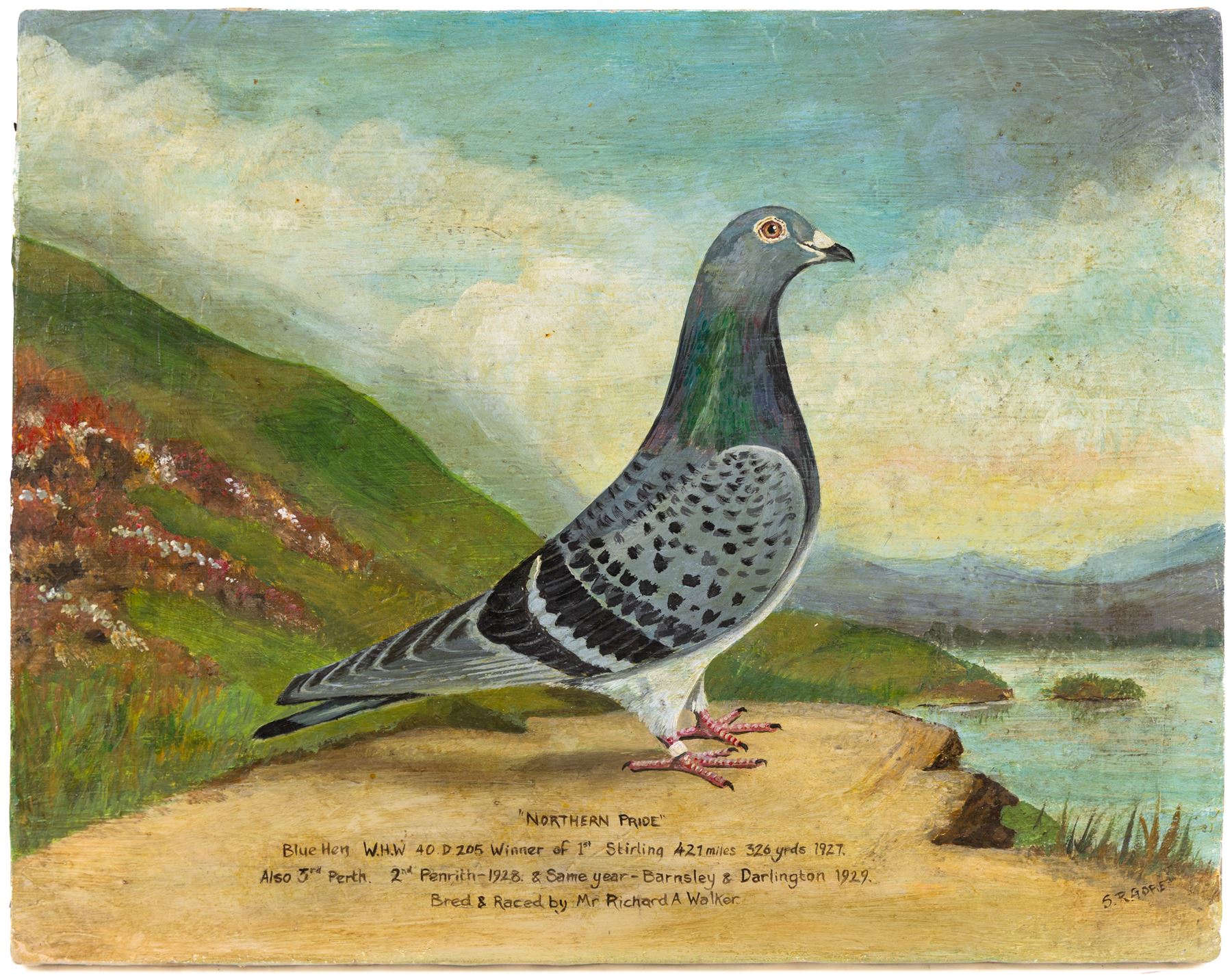 After William Andrew Beer (British 1862-1954): 'Northern Pride' - Study of the Racing Pigeon, oil on canvas signed S R Gore 38cm x 48cm (unframed)