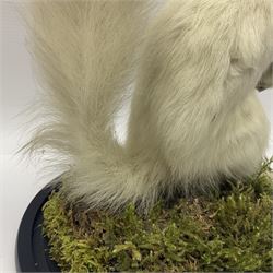Taxidermy: Victorian albino Squirrel (Sciurus vulgaris), full mount adult, holding a hazelnut, upon naturalistic ground, enclosed beneath later glass dome with ebonised base, H32cm
