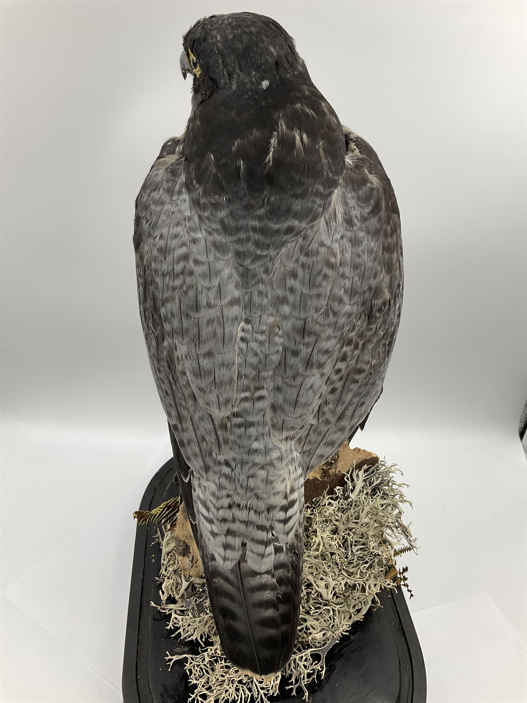 Taxidermy: Victorian cased Peregrine Falcon (Falco peregrinus), full female mount  stood atop a tree stump in a naturalistic ground, enclosed beneath a period oval glass dome with ebonised base, raised upon four bun feet, H54cm D20cm W34cm