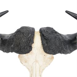 Antlers/ Horns: Cape Buffalo (Syncerus caffer caffer) 20th century, set of large adult bull horns on cut upper skull, H28cm, L80cm