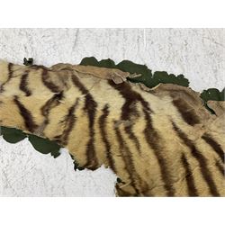 Skins/Hides: Victorian Tiger skin rug (tigris tigris), with green backing with scalloped edges,  L188cm  