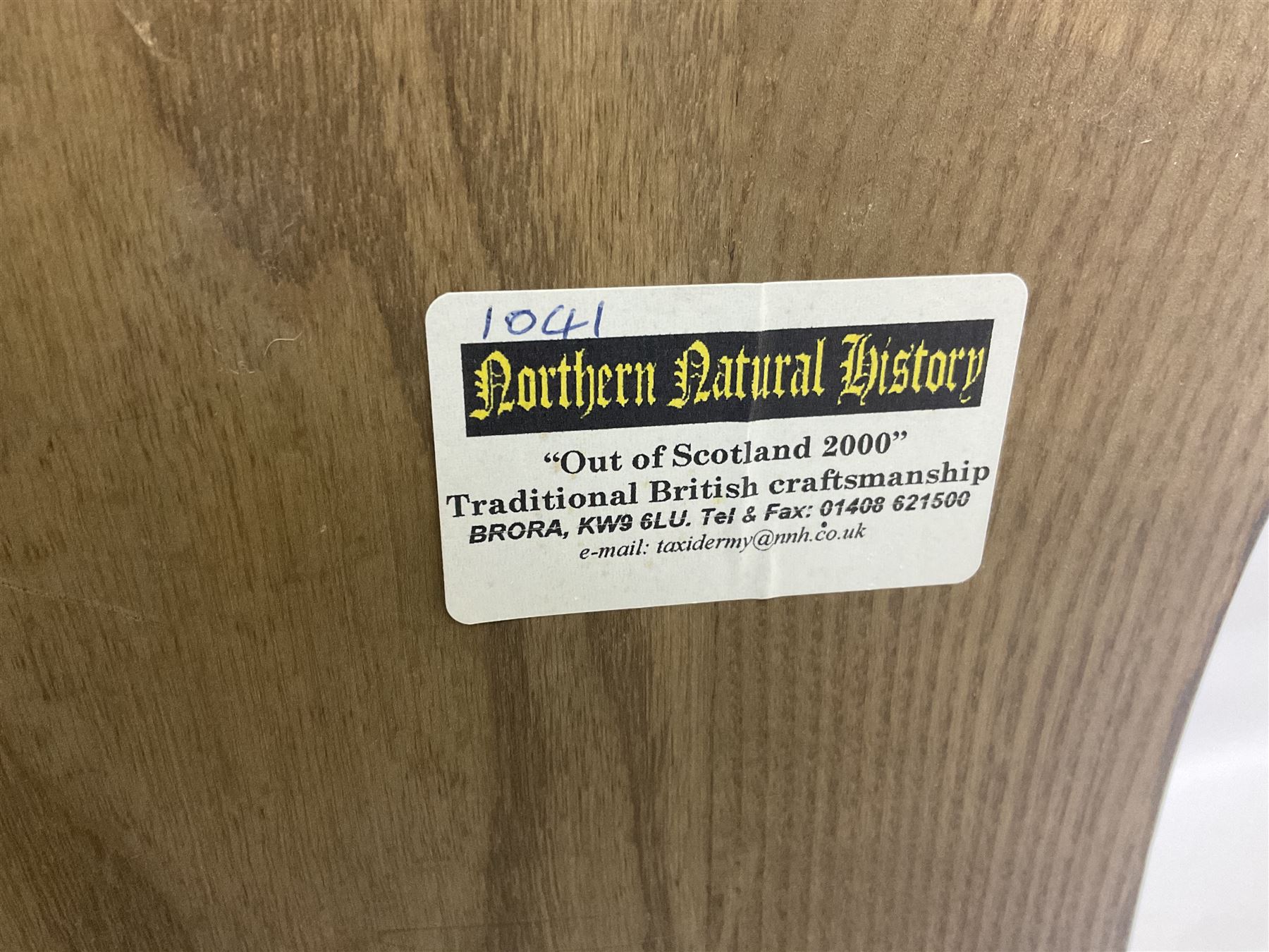 Taxidermy: Red Deer (Cervus elaphus), adult male imperial stag shoulder mount looking straight ahead, ten point antlers, mounted upon a shaped wooden shield, D65cm