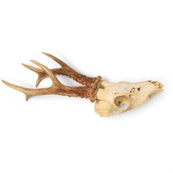 Taxidermy: European Roe Deer (Capreolus capreolus), shoulder mount, together with Roe deer antlers on cut upper skull