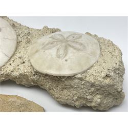 Two Scutella echinoids in a matrix, age; Oligocene period, location; Dinan France, together with a trilobite in matrix, and three other fossils  