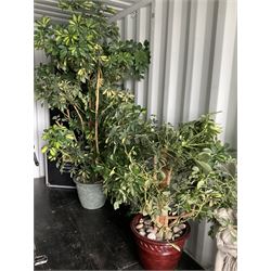 Two large indoor plants, potted in moulded plastic pots  - THIS LOT IS TO BE COLLECTED BY APPOINTMENT FROM DUGGLEBY STORAGE, GREAT HILL, EASTFIELD, SCARBOROUGH, YO11 3TX