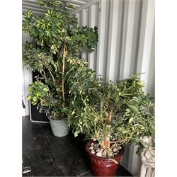 Two large indoor plants, potted in moulded plastic pots  - THIS LOT IS TO BE COLLECTED BY APPOINTMENT FROM DUGGLEBY STORAGE, GREAT HILL, EASTFIELD, SCARBOROUGH, YO11 3TX