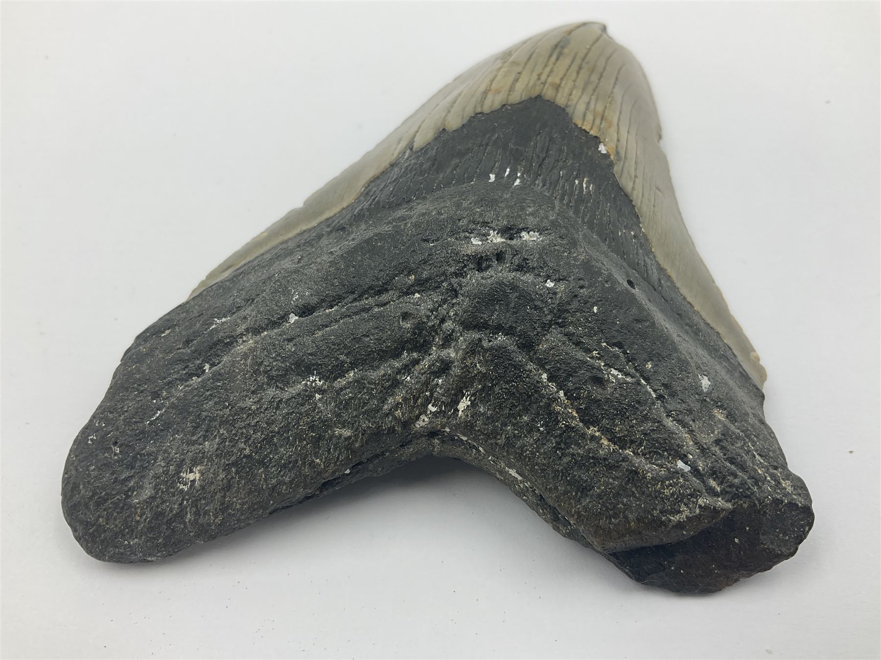 Megalodon (Otodus Megalodon) tooth fossil, age; Miocene period, H11cm, W9cm