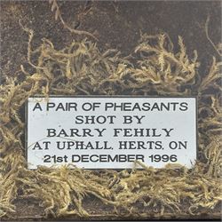Taxidermy: Cased pair of Ring-necked Pheasants (Phasianus colchicus), pair of full adults mount, mounted amidst naturalistic setting, against a graduated watercolour backdrop, enclosed within a ebonised four pane glass display case, bearing data plaque 'A Pair of Pheasants Shot By Barry Fehily at Uphall, Herts, on 21st December 1996' H82cm W62cm