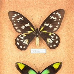 Entomology; pair of Queen Victoria birdwing butterflies (Ornithoptera Victoriae), male and female specimens, Please note due to Cities regulations this lot is available to UK buyers only, CITES annex B appendix II.