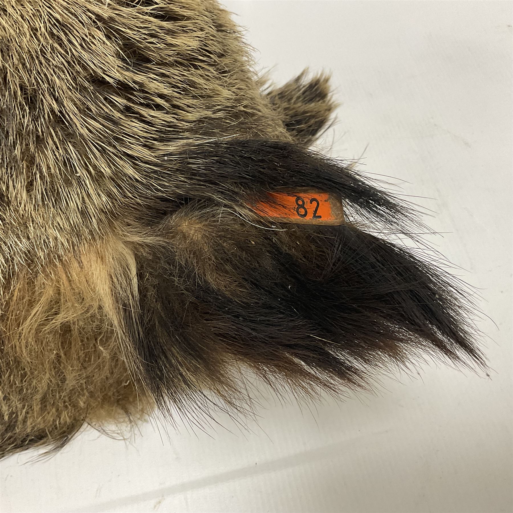 Taxidermy: European Wild Boar (Sus scrofa), adult male shoulder mount looking straight ahead