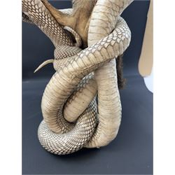 Taxidermy; Mongoose (Herpestidae) fighting three Indian cobras (Naja naja), the cobras entwined around an adult mongoose, H27cm