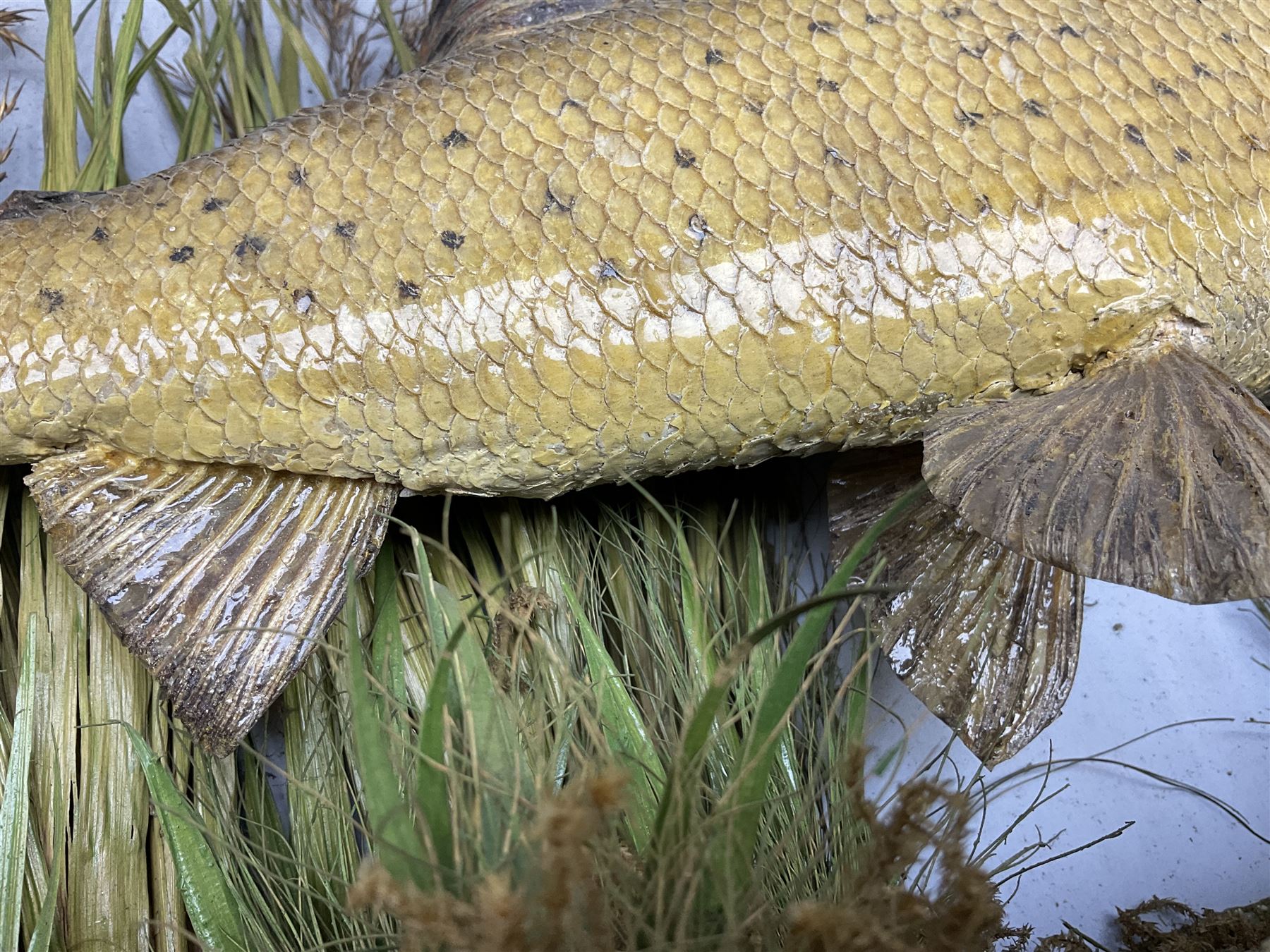 Taxidermy: Grayling (Thymallus thymallus), preserved by John Cooper & Sons, 28 Radnor Street, St Luke's, London, skin mount set above a pebbled river bed with reeds and grasses, set against blue painted back drop, with inscription 'Grayling caught by Rev R.S. Ricketts at Kirkham Bridge Sept 14th 1895, artificial fly - single hair' L57cm H29cm 