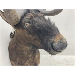 Taxidermy: Black Wildebeest (Connochaetes Gnou), adult male shoulder mount looking straight ahead, D75cm