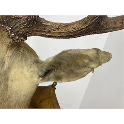 Taxidermy: Scottish red deer (Cervus elaphus scoticus), adult Red Deer stag shoulder mount looking straight ahead, eleven point antlers, mounted upon a wooden shield with bullets surrounding the mount, H126cm D60cm