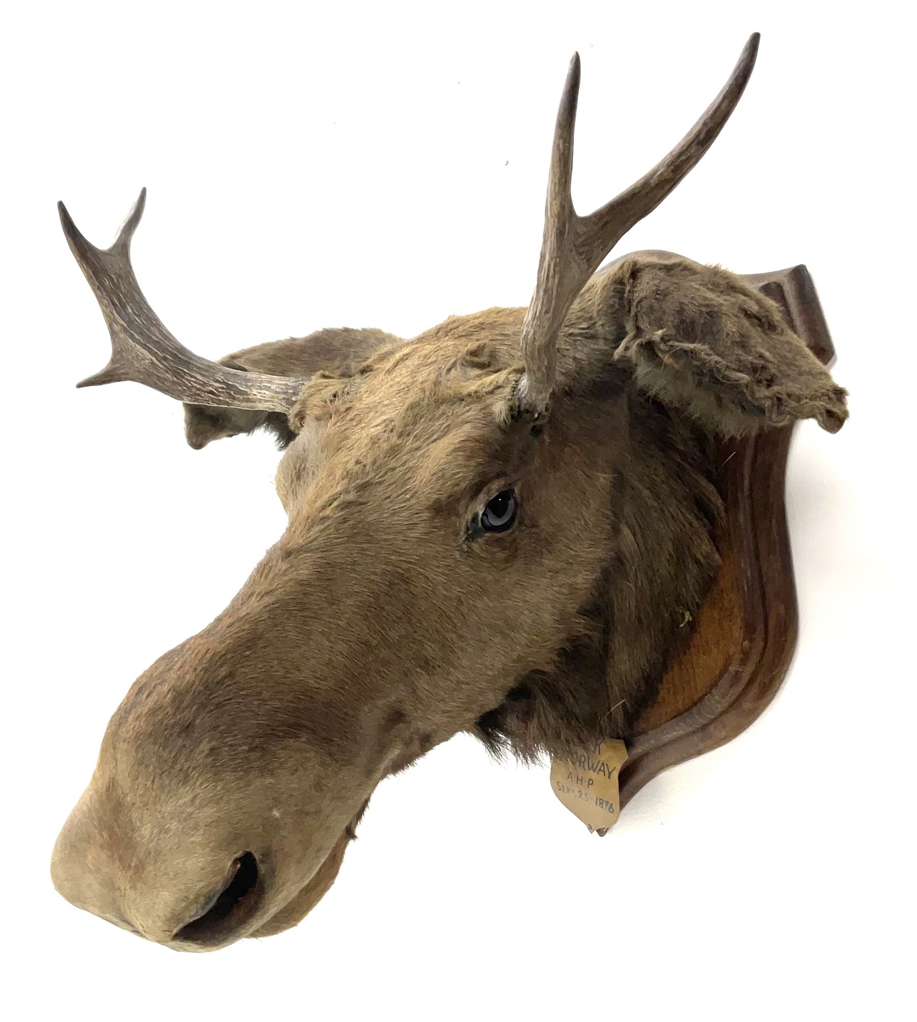 Taxidermy: European Moose (Alces alces), circa September 25th 1876, Norway, young adult male head mount looking straight ahead, mounted upon a wooden double shield, bearing copper shield 'Elk, Norway, A.H.P, Sept 25th 1876'', mount H54.5cm W42.5m, this moose is from the historical collection at Hodnet Hall in Shropshire, home of the Heber family for generations.