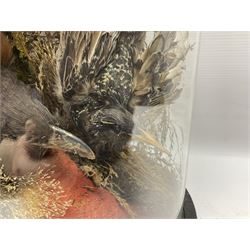Taxidermy; large Victorian domed taxidermy diorama study of birds, with seventeen specimens including Ring Necked Parakeet, Blue Winged Warbler and Blackbird, the glass dome upon an ebonised wooden base, H77cm, W44cm