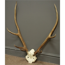  Pair eight point stag antlers and half skull, H78cm   