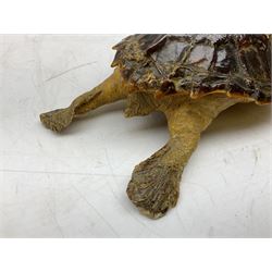 Taxidermy: Hawksbill Sea Turtle (Eretmochelys imbricata), juvenile full mount, beak to shell base L43cm