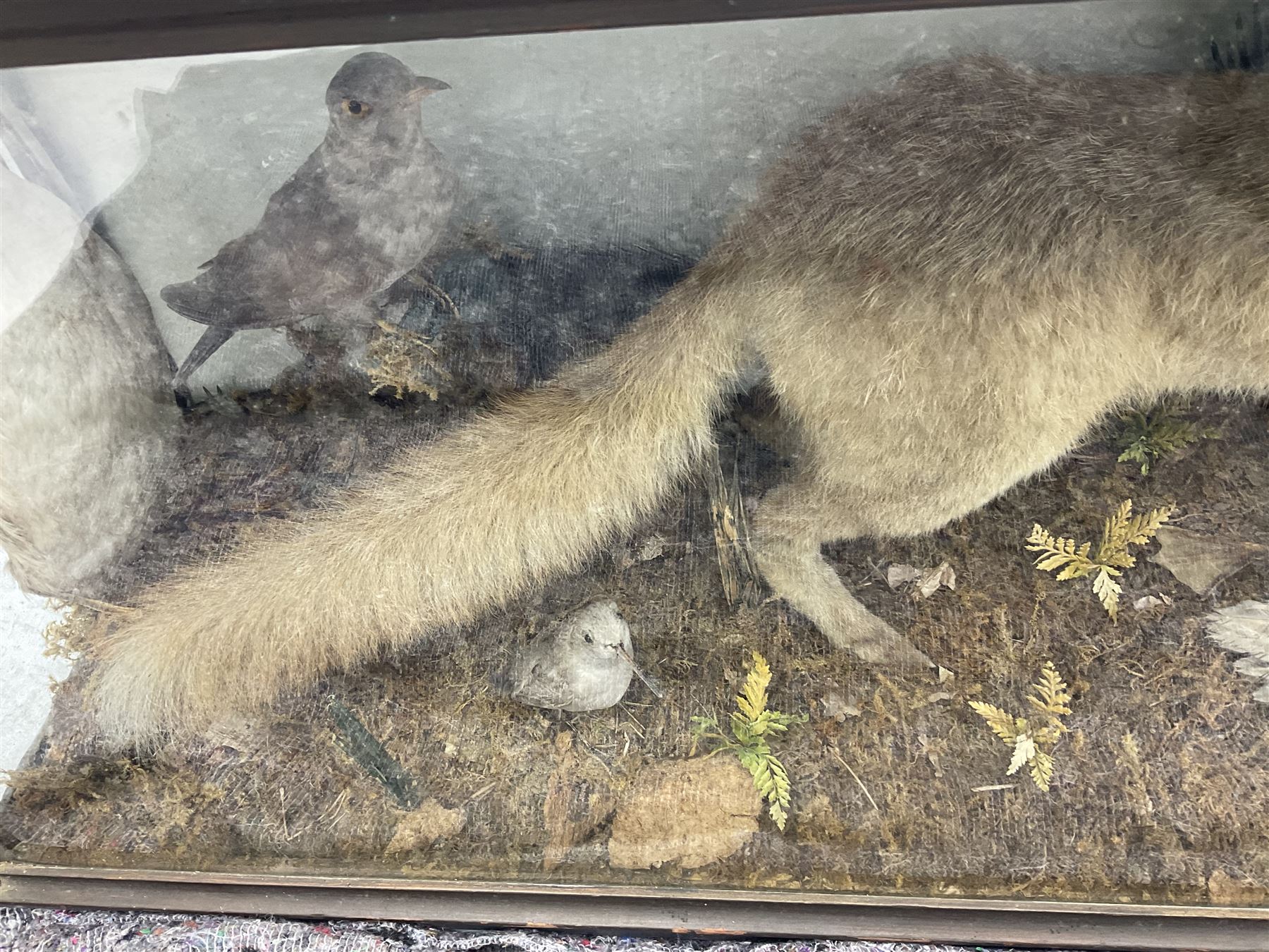Taxidermy: 19th century cased display Red Fox (Vulpes vulpes) with pray, weasels (Mustela), Great Crested Grebe (Podiceps cristatus), and other birds in a naturalistic setting against a painted backboard, encased within an ebonised three pane display case, H56cm D38cm W113cm