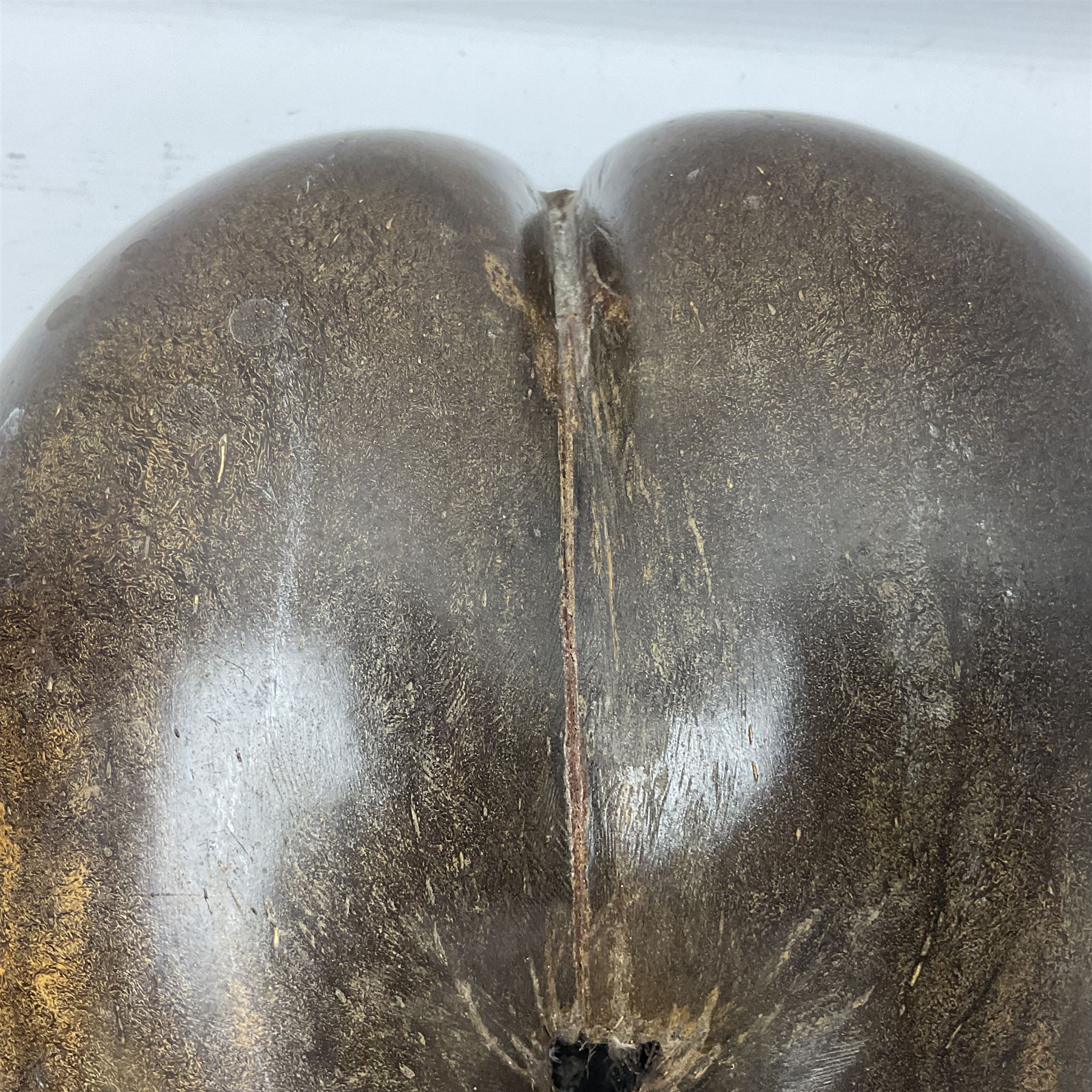 Coco De Mer (Lodoicea Maldivica), L29cm, H15cm 