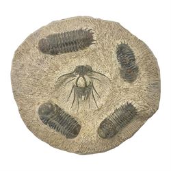 Montage group of trilobites in stone matrix, showing four Crotalocephalina gibba and one Dicranurus monstrosus to the centre, age; Devonian period, location; Morocco, D23cm 