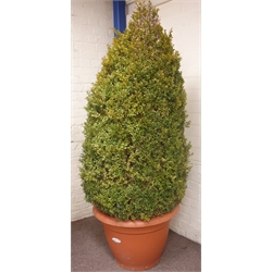  Large English boxwood shrub planted in large planter, H230cm  