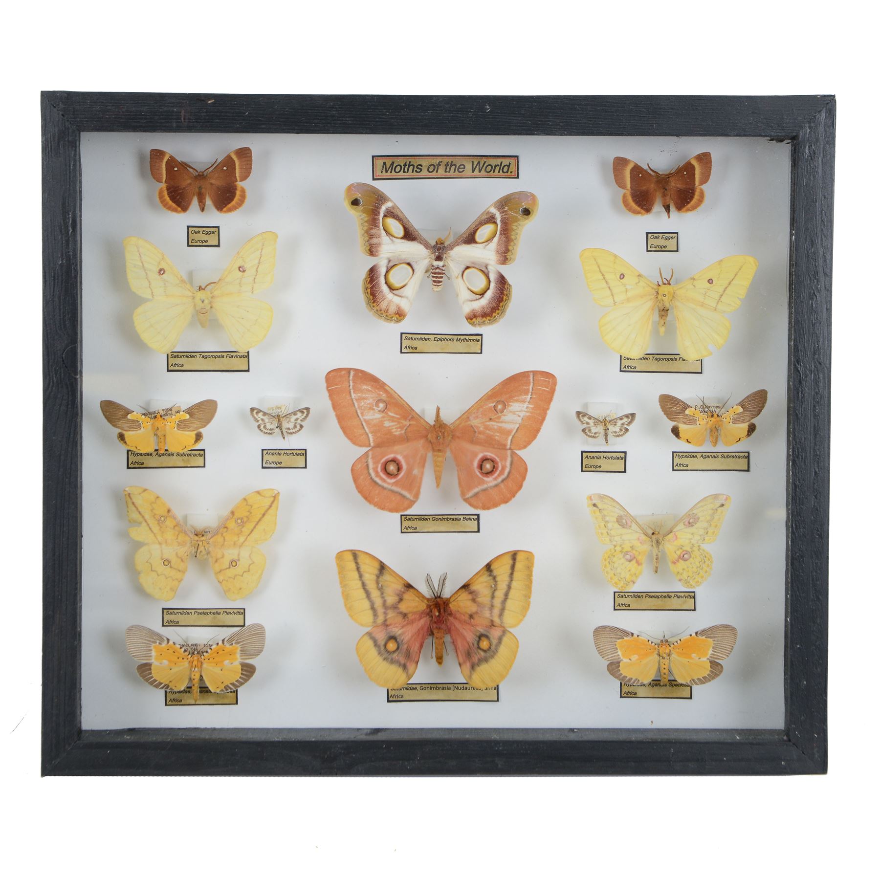 Entomology: Single glazed display Moths of the World, circa 20th century, single glazed display containing fifteen specimens, including Gonimbrasia Belina, Gonimbrasia (Nudaurelia) Anna, all with attached data labels, all pinned upon foam backing and named labels, enclosed within a glazed ebonised display case, H33cm, L38cm