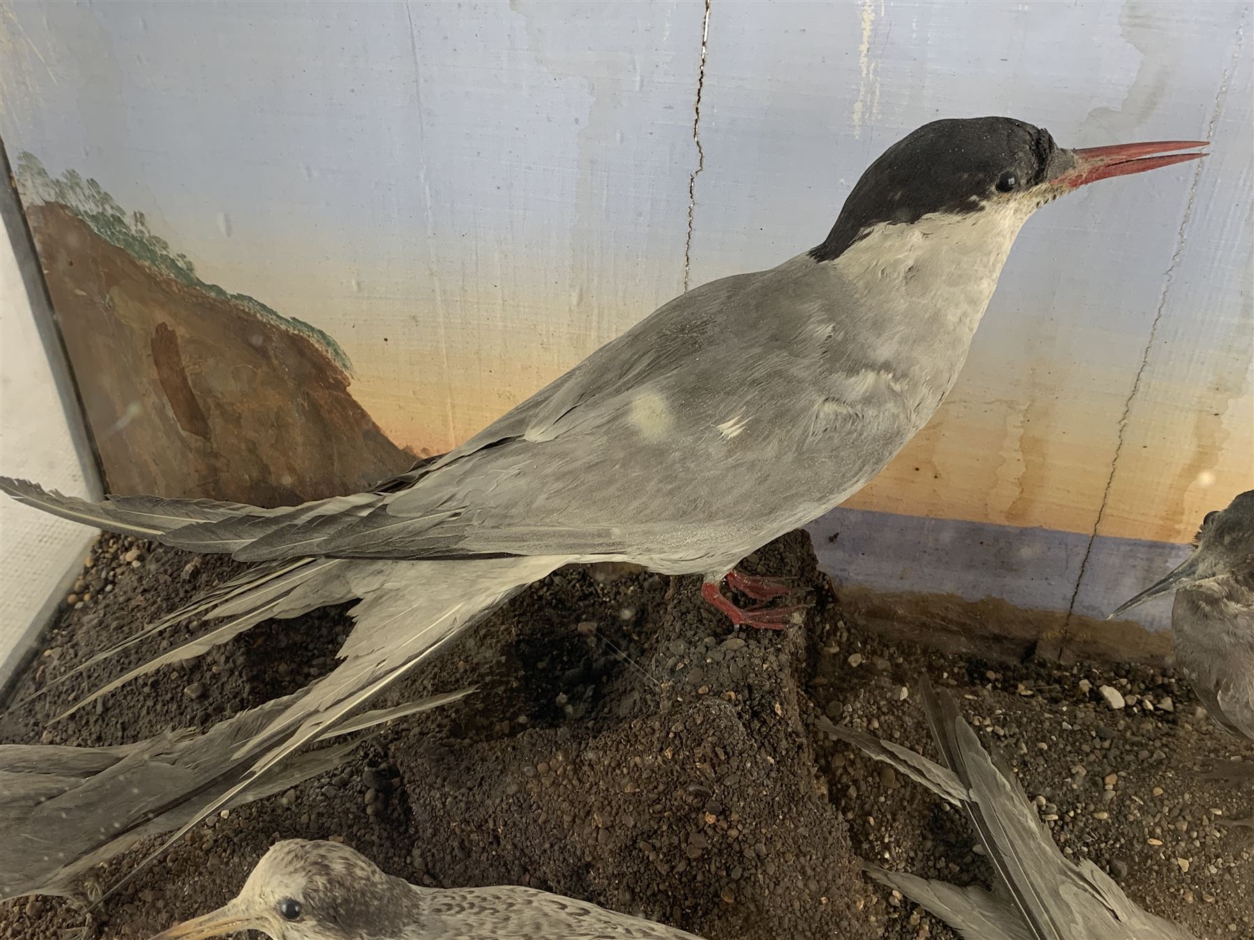 Taxidermy: Cased display of various Terns, full mounts, perched on a gravel ground and set against a shoreline painted back board. H38cm, W61cm, D28cm
