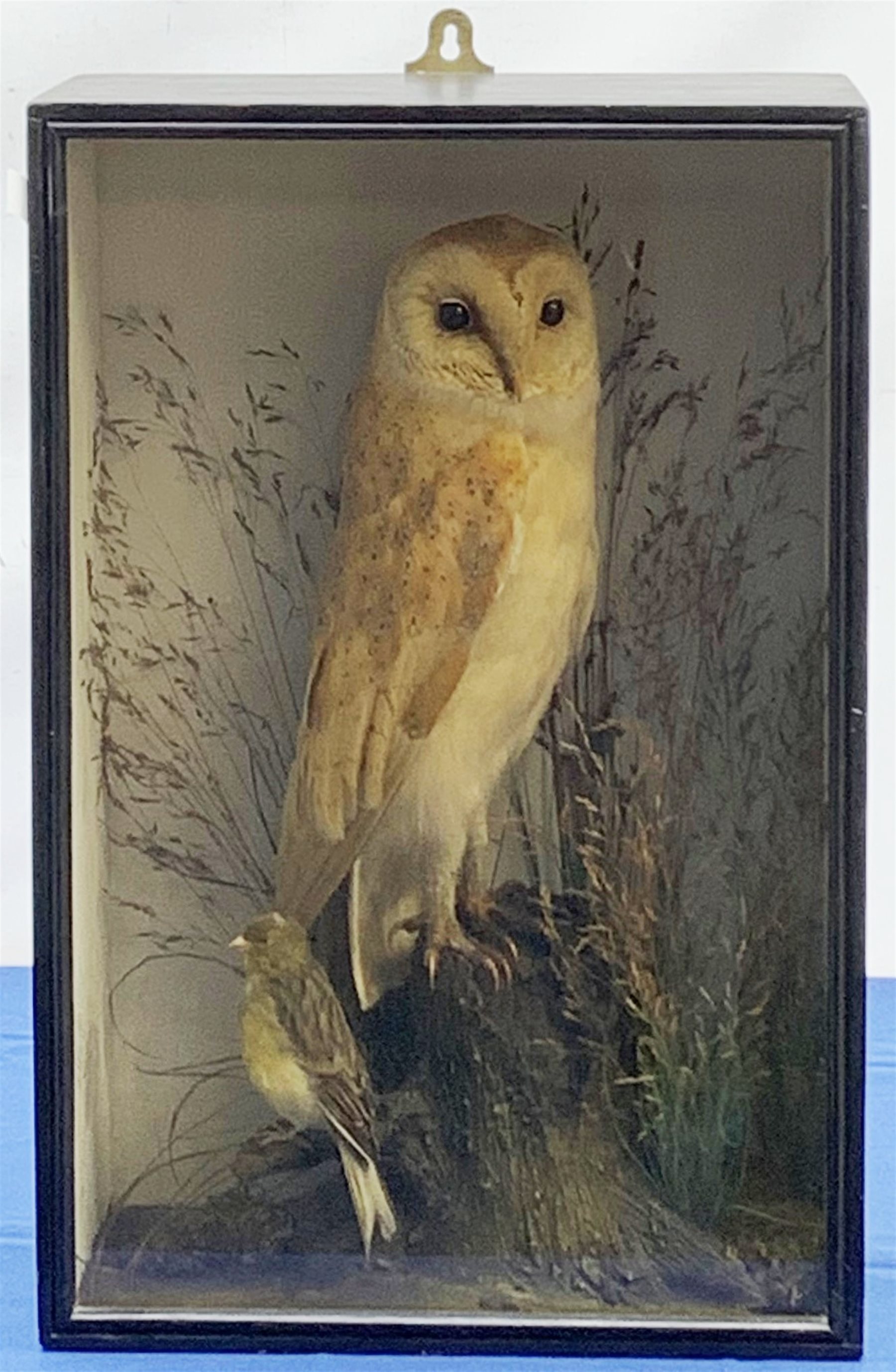 Taxidermy: Early 20th century cased Barn Owl (Tito alba), and finch, in naturalistic setting, perched upon a tree stump, and detailed with long grasses, set against a painted light blue backdrop, encased within an ebonised single pane display case, with taxidermist paper label verso detailed E Allen & Co No 20 Stonegate York, and manuscript label ‘Owl killed by express train York Station 1907, was mounted for signalman W H Kilham’, H49.5cm L32.5cm D17.5cm