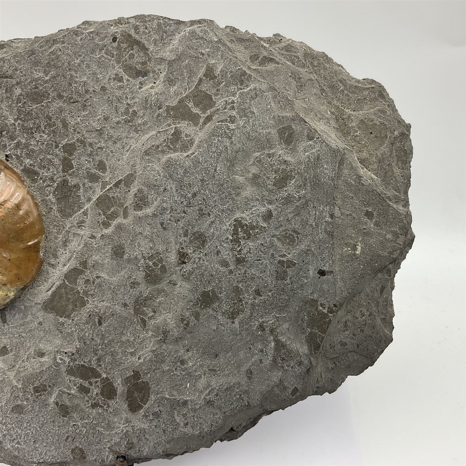 Cleoniceras opalised ammonite upon a slate display matrix, with metal stand, age; Cretaceous period, location; Madagascar, matrix H16cm, L32cm