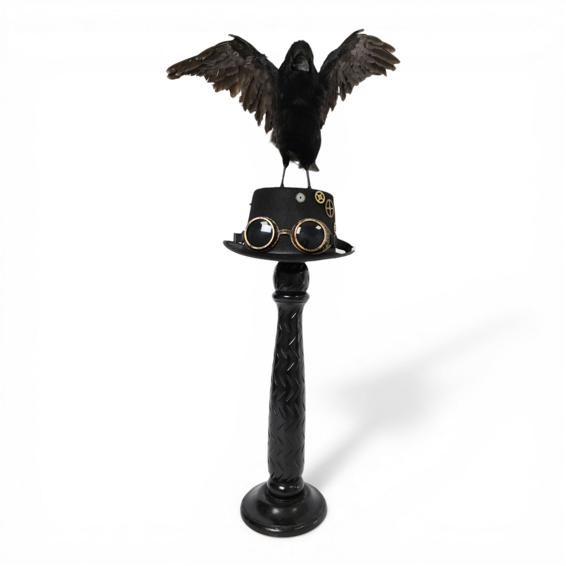 Taxidermy: Carrion Crow (Corvus corone), perched upon a steampunk hat, with wings open, H94cm