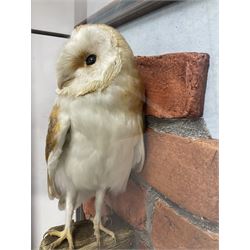 Taxidermy: Wall Mounted Barn Owl (Tito alba), dated 2001, by David Astley, Taxidermist, York, a high quality full mount adult male with head turning to the right, perched upon a short wooden beam, set against a faux brick back drop, width 50cm x height 55cm overall, bearing taxidermist's full paper trade label verso.
with Cites Article 10 (non transferable) licence no.24GBA102LOMN1 Cause of death RTA - 2001. This specimen would require a re-export licence to export from the UK, an import permit would be required into your chosen country, this is the responsibility of the buyer alone, David Duggleby Auctioneers and Valuers do not offer any onward re-export or import licences.