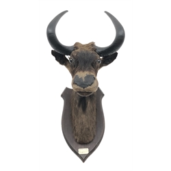  Taxidermy - Black Wildebeest (Connochaetes gnou), full head on shield shaped mount with plaque dated 1905, H75cm, W40cm, D61cm  