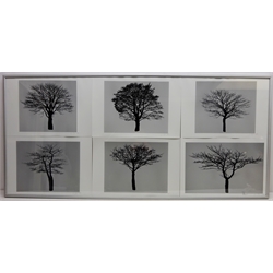 Tree Studies, six contemporary monochrome prints, framed as one, signed with initials in pencil C.H dated 08', L142cm x H64cm   Provenance: from the estate of Keith Beverley of Sandell, Flamborough  