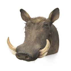 Taxidermy: A Common Warthog (Phacochoerus africanus), large adult head mount looking straight ahead