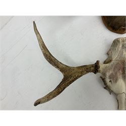 Antlers/horns: European Moose (Alces alces), two pairs of antlers on part upper skulls, one with fur covered frontlet, largest W85cm