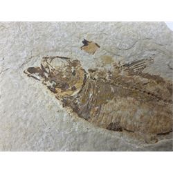 Three fossilised fish (Knightia alta) each in an individual matrix; age; Eocene period, location; Green River Formation, Wyoming, USA, largest matrix H13cm, L18cm
