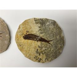 Three fossilised fish (Knightia alta) each in an individual matrix, age; Eocene period, location; Green River Formation, Wyoming, USA, largest matrix H10cm, L13cm