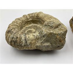 Pair of limestone Ammonite fossils, age; Cretaceous period, location; Morocco, D10cm