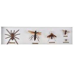 Entomology: Single glazed display of insects, circa 20th century, single glazed display containing five various specimens, comprising South American Tarantula, two specimens of Tarantula Hawk Wasp, Asian Hornet and Common Wood Wasp, pinned upon foam backing, enclosed within a glazed ebonised display case, H74cm, L24cm