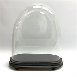 A Victorian clear glass dome, upon oval ebonised base with compressed bun feet, H36cm. 