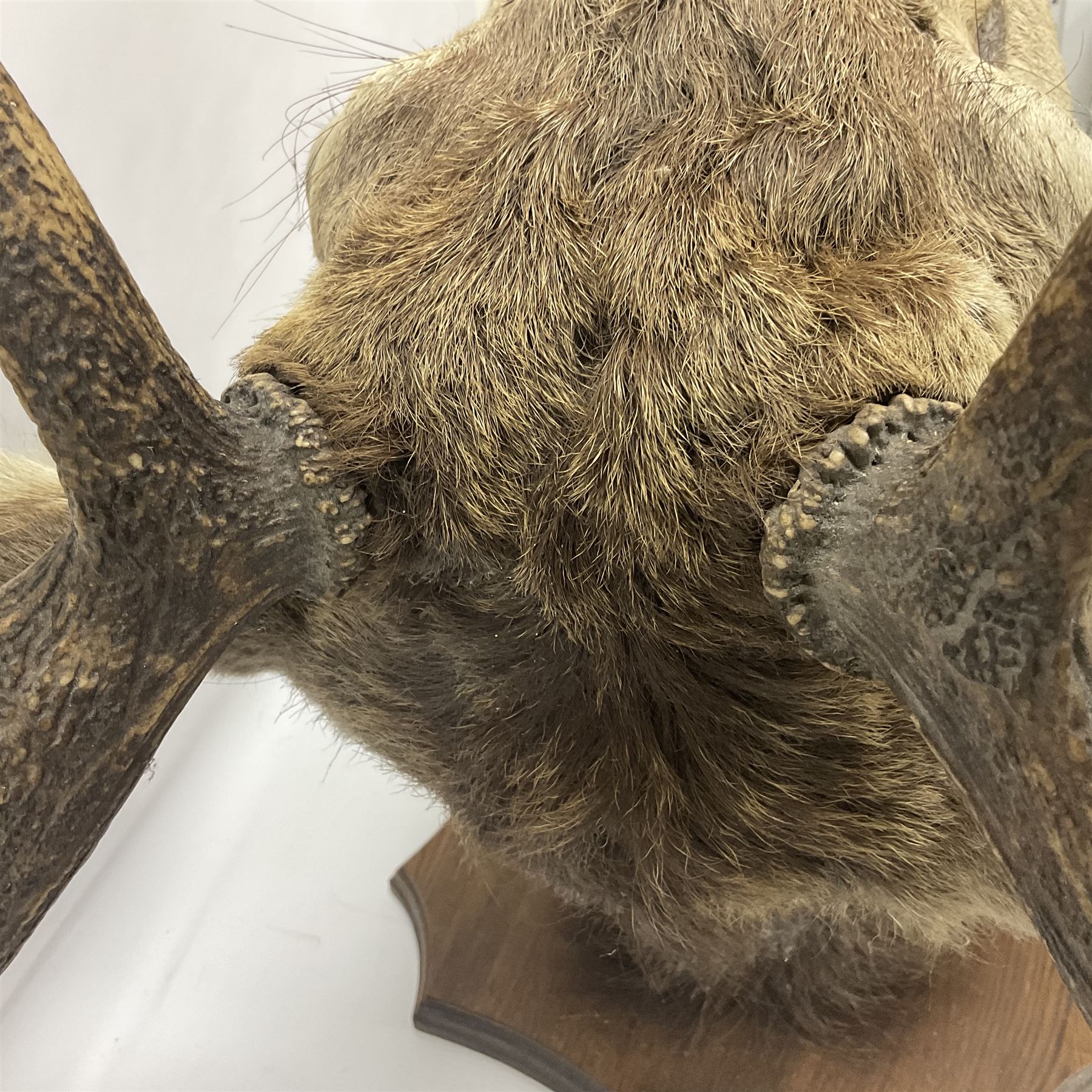 Taxidermy: Red Deer (Cervus elaphus), adult male imperial stag shoulder mount looking straight ahead, eleven point antlers, mounted upon a shaped wooden shield, D65cm