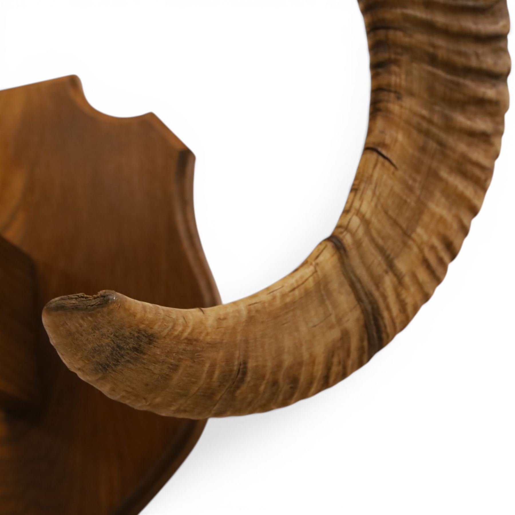 Antlers/Horns - European Mouflon (Ovis aries musimon), set of adult Mouflon ram horns on upper skull, mounted upon a pedestal wall shield, D51cm 