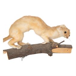 Taxidermy; Eurasian Stoat (Mustela erminea) full adult mount on open display, upon a branch, together with mouse (Apodemus sylvaticus) on open display and mouse skeleton 