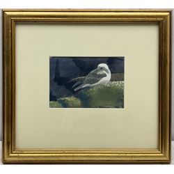 Darren Rees (British 1961-): Seagull, watercolour signed 13cm x 19cm 
Notes: Rees studied Mathematics at Southampton University, teaching the subject for a short time before pursuing painting full-time. His work has attracted many awards including the Natural World and RSPB Fine Art Awards, winning the Swarovski/Birdwatch and BBC Wildlife Artist of the Year competitions, and more recently he was crowned David Shepherd Wildlife Foundation Artist of the Year 2021. His first solo book Bird Impressions was runner up in the Natural History Book of the Year. Most recently, Darren was appointed Artist in Residence by Friends of the Scott Polar Research Institute, traveling to Antarctica with the Royal Navy.