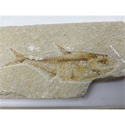 Four fossilised fish (Knightia alta) each in an individual matrix, age; Eocene period, location; Green River Formation, Wyoming, USA, largest matrix H9cm, L17cm